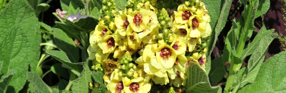 Verbascum banner